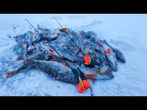 Видео: Зимняя рыбалка в берегу на окуня. Разловил новые снасти на Ладоге. Зимняя блесна.