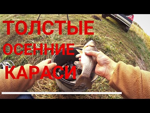 Видео: Толстые осенние караси. Херабуна.