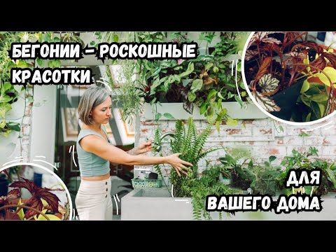 Видео: Бегонии - роскошные красотки для вашего дома | Секреты домашнего ухода за бегониями