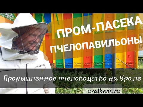 Видео: 🔥 Павильонное пчеловодство на Урале - Слёт Уральских пчеловодов Промышленная пасека