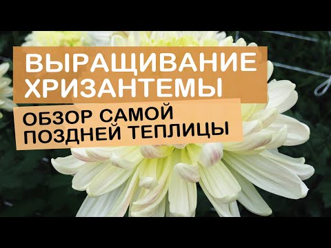 Видео: Выращивание хризантем обзор самой поздней теплицы 15.10.21