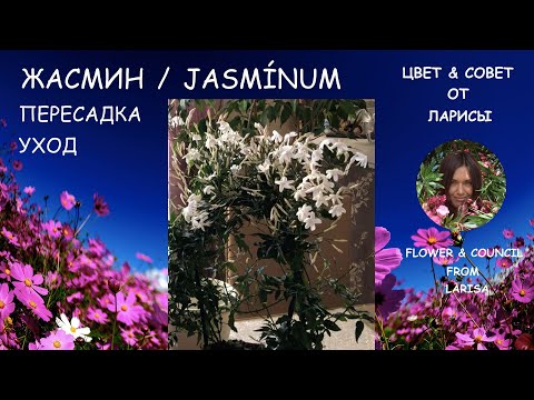 Видео: КОМНАТНЫЕ ЦВЕТЫ | Уход за комнатным жасмином