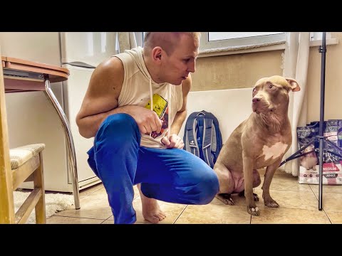 Видео: Как я живу один с собакой