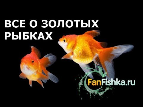 Видео: Все о Золотых Рыбках. Офигенный фильм!