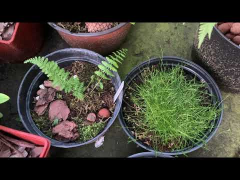 Видео: Как я сажаю и выращиваю видовые папоротники.