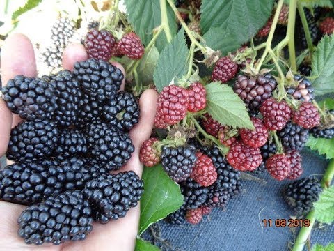 Видео: Ежевика сорт Лох Несс.