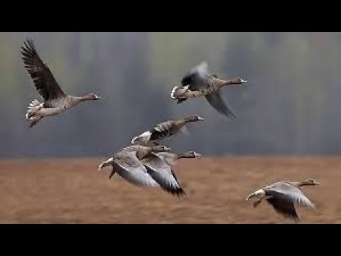 Видео: Охота на гуся в Казахстане. Архив 2010