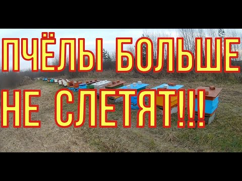 Видео: Почему слетели пчёлы. Слёт или коллапс пчёл. Как избежать слёта.
