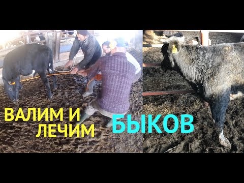 Видео: БЫКИ НА ОТКОРМЕ _ ЛЕЧИМ КОПЫТА/BULLS ON feedlot _ TREAT Hoof