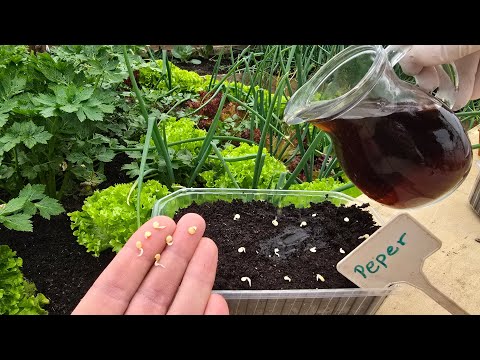 Видео: Почему семена перца не прорастают? Вот в чем проблема!