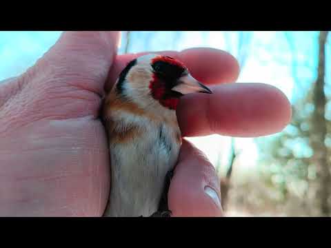 Видео: Ловля щеглов 4.3.2025.