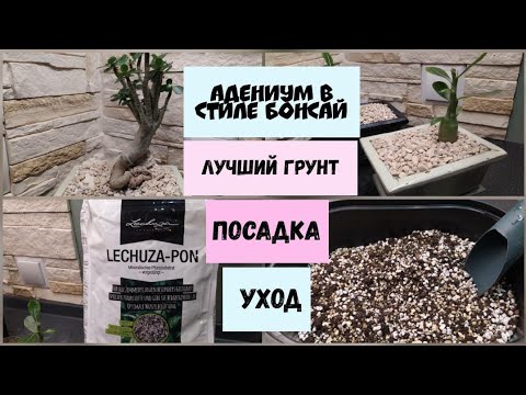 Видео: Адениум в стиле бонсай.