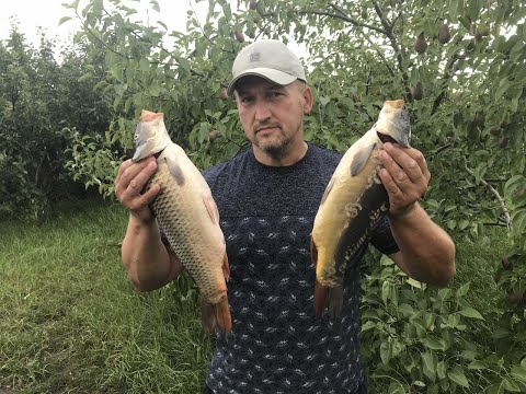 Видео: Шашлык кавказский!!!Карп на мангале!!!