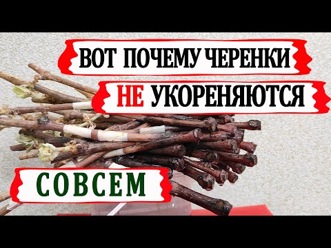 Видео: 🍇 Не повтори Эти ошибки!  Вот почему не укореняются черенки винограда. Выбросил 50 черенков в мусор!