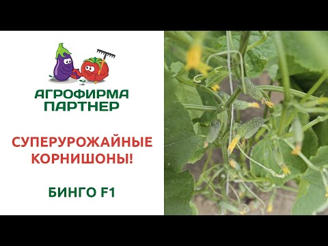 Видео: СУПЕРУРОЖАЙНЫЕ КОРНИШОНЫ! БИНГО F1