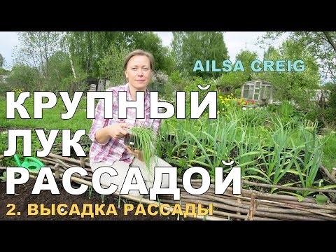 Видео: ОЧЕНЬ КРУПНЫЙ ЛУК рассадой. 2. Высаживаю в открытый грунт