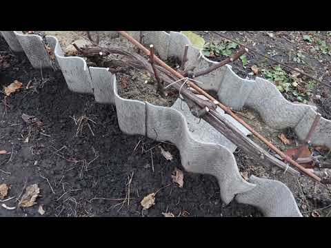 Видео: Обрезка винограда на рожки или веер? Что лучше?