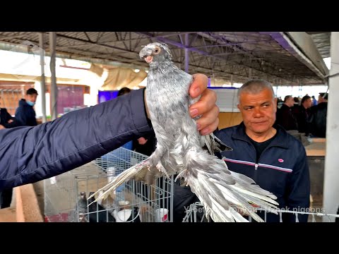 Видео: Ярмарка голубей - птичий рынок г. Ташкент (04.04.2021)