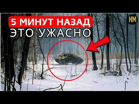Видео: Вы не ПОВЕРИТЕ, что ПРОЦВЕТАЕТ внутри Чернобыльской Зоны Отчуждения! НЕВОЗМОЖНОЕ обнаружено