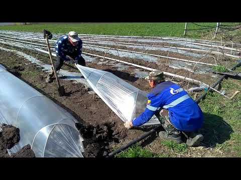 Видео: Нятяжка пленки(укрытия)под сладкую кукурузу!