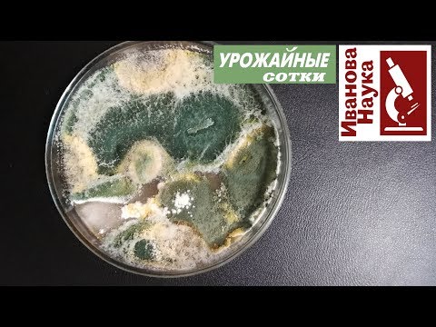 Видео: Наш друг - полезная ПЛЕСЕНЬ! Где ее взять и что ею можно лечить?