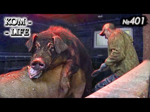 Видео: Хряк на работе