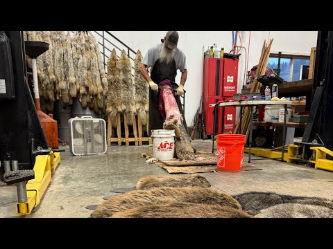 Видео: Эпизод 16 LBL «ничего не постановочное» #горныелюди #охотникнакойотов