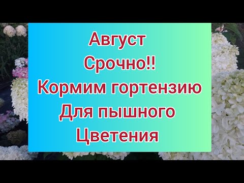 Видео: Подкормка гортензии в августе. Процветут Все !