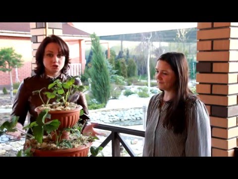 Видео: Клубника в кашпо. Большой урожай