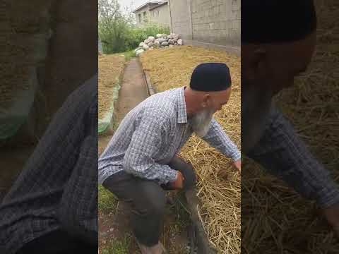 Видео: вермиферма ва мохипарвари.