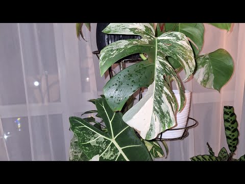 Видео: Обзор растений на цветочной стойке у окна