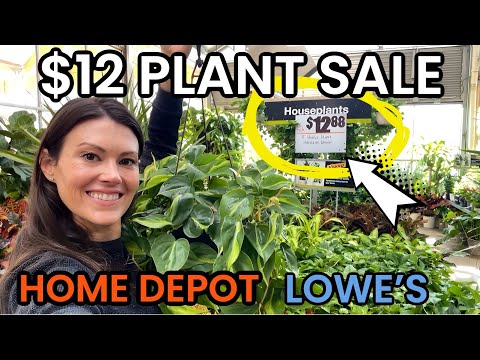 Видео: РАСПРОДАЖА ОГРОМНЫХ ПОДВЕСНЫХ КОРЗИН ЗА 12 ДОЛЛАРОВ В HOME DEPOT! Большой выбор растений в коробк...