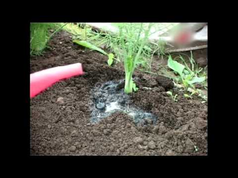 Видео: Как выращивать Фенхель ч 2