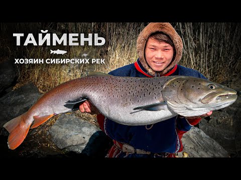 Видео: Таймень: хозяин сибирских рек | Рыбовое