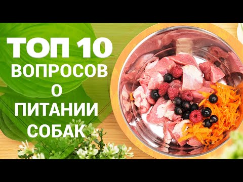 Видео: ТОП-10 вопросов о натуральном питании собак