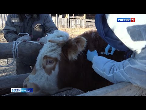 Видео: Узелковый дерматит теперь и в Бейском районе