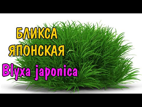 Видео: БЛИКСА ЯПОНСКАЯ ( Blyxa japonica )