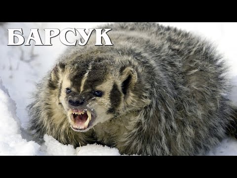 Видео: Американский Барсук: Бесстрашный Обитатель Прерий | Интересные факты про барсуков