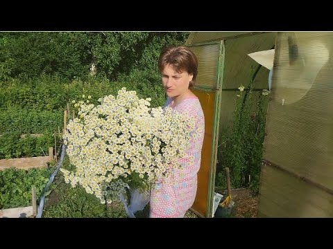 Видео: Секрет выращивания высокой матрикарии ))