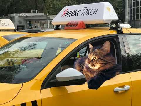 Видео: плейлист что чувствовать себя таксистом🚖 | плейлист таксиста🚕