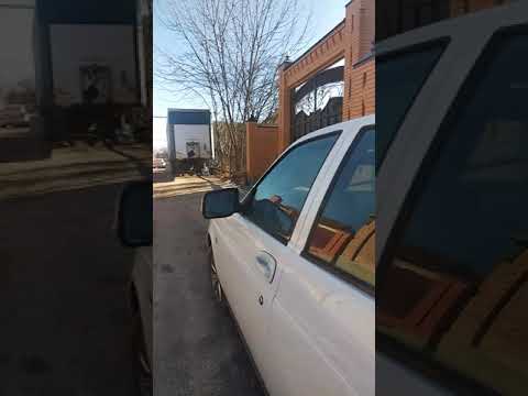 Видео: дачу борзой