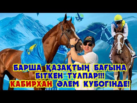 Видео: Барша қазақтың бағына біткен сәйгүлік!!! Ертең Кабирхан әлем кубогінде жарысады!!!