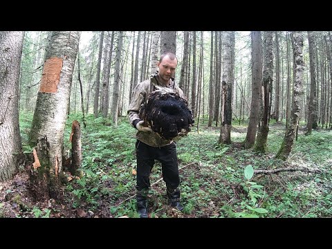 Видео: За чагой, крупная чага