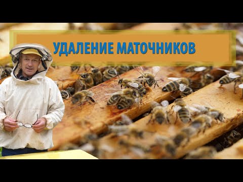 Видео: ПЧЕЛОВОДСТВО №39 Как я удаляю маточники