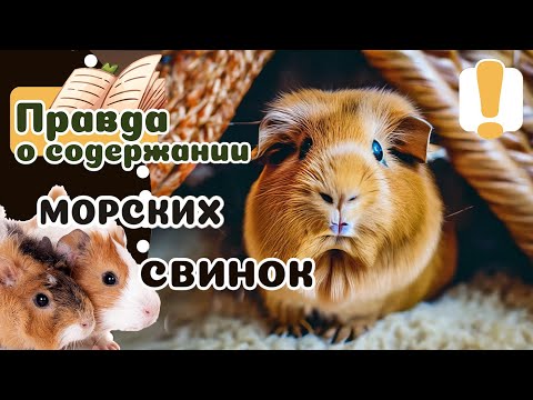 Видео: 20 фактов о МОРСКИХ СВИНКАХ, что нужно знать, прежде чем завести.