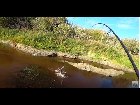 Видео: Вода совсем ушла. Ловим щуку в пересохшей реке.