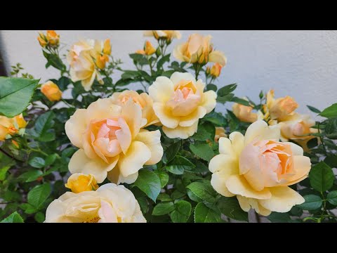 Видео: Обзор цветущего сада 7 июля 2025г.