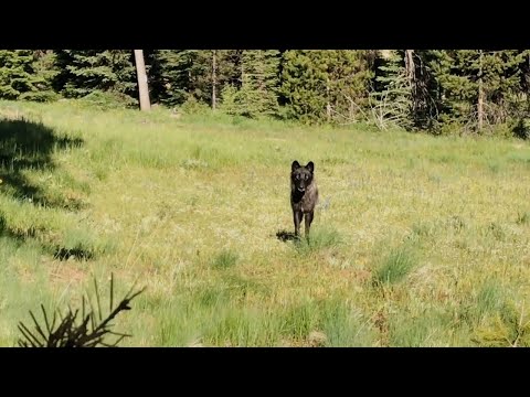 Видео: Встречи в лесу с дикими животными!
