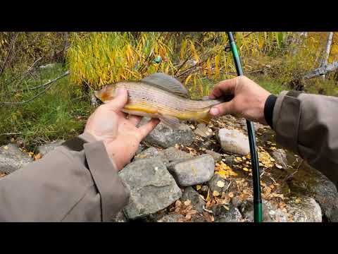 Видео: В тайгу за хариусом и ленком  золотой осенью . 4K. Часть 2.#1. Попали на клев! Fishing in the taiga.