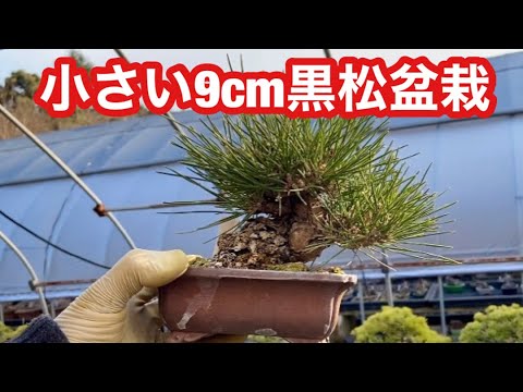 Видео: 8,7 см маленький черный сосновый бонсай, вырезка почек, роягаки бонсай, золотой боб бонсай, камели